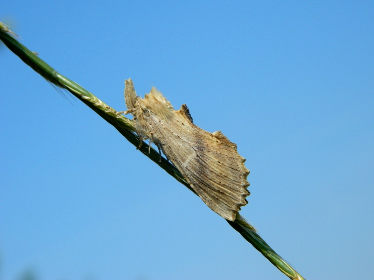 Pterostoma palpina - Ciclo vitale